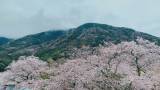 箱根湯本の桜開花情報