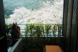 今年のお花見は箱根藍瑠の露天風呂付き客室で♪